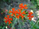 Lychnis Fulgens Extract 